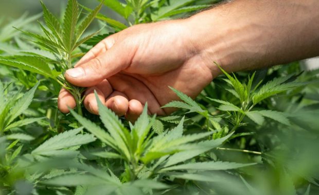 cbd cannabis plant